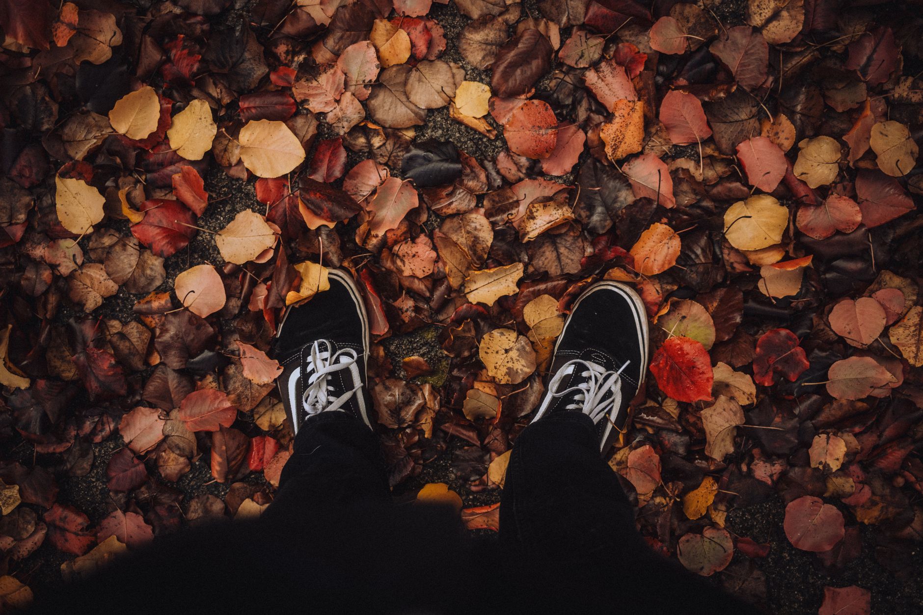 Top view of feet in black sneakers surrounded by vibrant fallen autumn leaves.